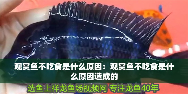 觀賞魚不吃食是什么原因：觀賞魚不吃食是什么原因造成的