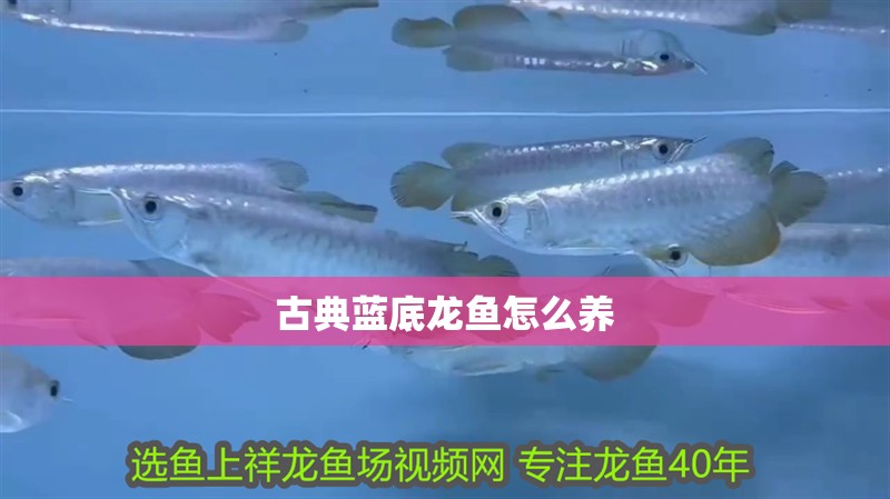 古典藍底龍魚怎么養 古典藍底龍魚怎么養 龍魚百科 第1張