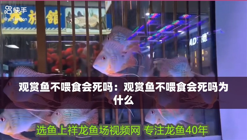 觀賞魚不喂食會死嗎：觀賞魚不喂食會死嗎為什么 觀賞魚不喂食會死嗎：觀賞魚不喂食會死嗎為什么 龍魚百科 第2張