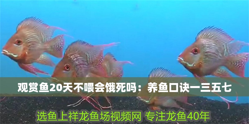 觀賞魚20天不喂會餓死嗎：養魚口訣一三五七 觀賞魚20天不喂會餓死嗎：養魚口訣一三五七 龍魚百科 第1張