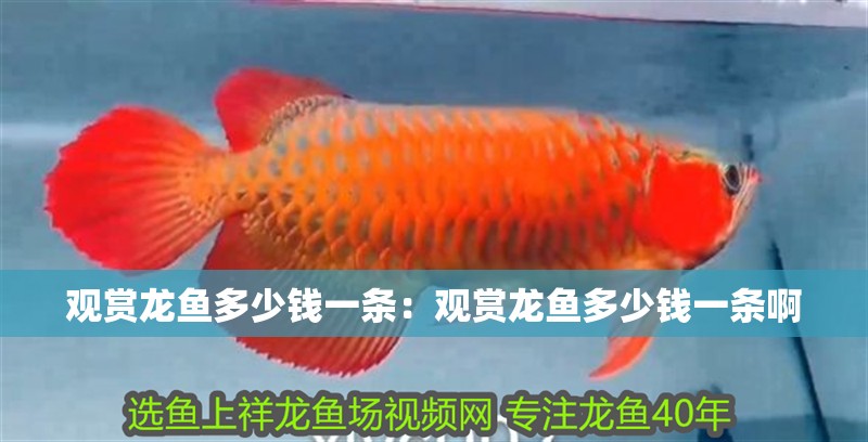 觀賞龍魚多少錢一條:觀賞龍魚多少錢一條啊 龍魚百科 第3張 觀賞龍魚多少錢一條:觀賞龍魚多少錢一條啊 觀賞龍魚多少錢一條:觀賞龍魚多少錢一條啊 龍魚百科 第3張