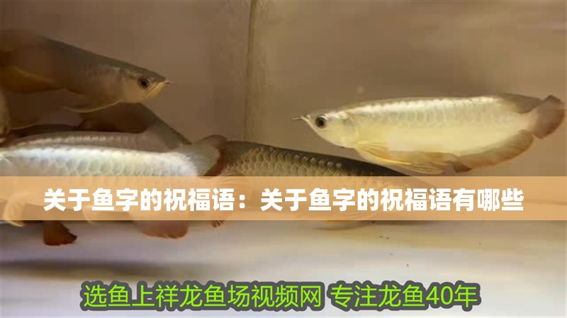 關于魚字的祝福語：關于魚字的祝福語有哪些 關于魚字的祝福語：關于魚字的祝福語有哪些 龍魚百科 第1張