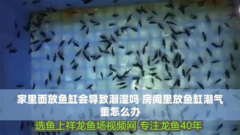 家里面放魚缸會(huì)導(dǎo)致潮濕嗎 房間里放魚缸潮氣重怎么辦