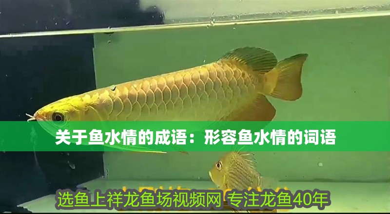 關于魚水情的成語:形容魚水情的詞語 龍魚百科 第2張 關于魚水情的成語:形容魚水情的詞語 關于魚水情的成語:形容魚水情的詞語 龍魚百科 第2張