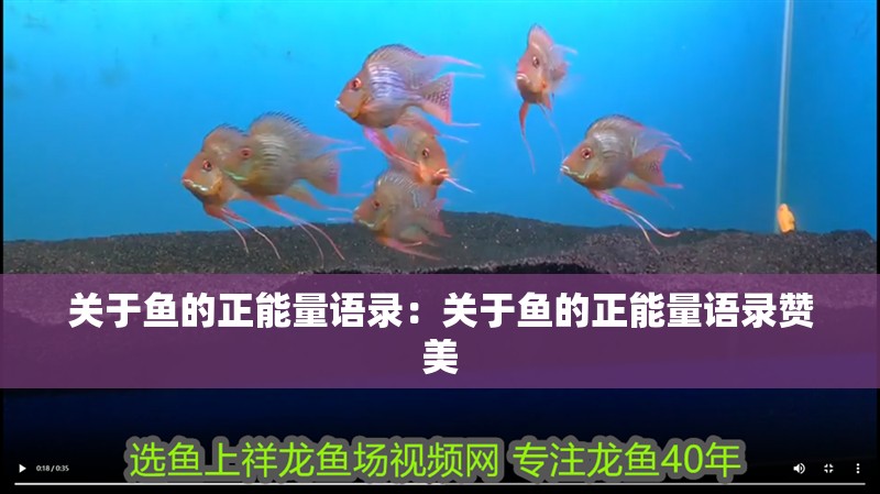 關(guān)于魚的正能量語錄：關(guān)于魚的正能量語錄贊美