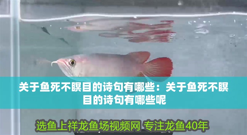 關于魚死不瞑目的詩句有哪些：關于魚死不瞑目的詩句有哪些呢