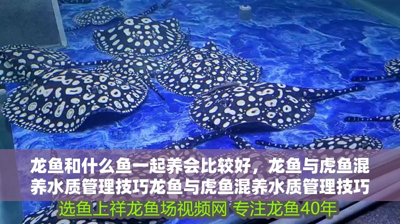 龍魚和什么魚一起養會比較好，龍魚與虎魚混養水質管理技巧龍魚與虎魚混養水質管理技巧