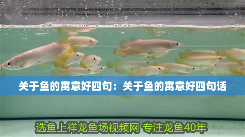 關于魚的寓意好四句:關于魚的寓意好四句話 龍魚百科 第2張 關于魚的寓意好四句:關于魚的寓意好四句話 關于魚的寓意好四句:關于魚的寓意好四句話 龍魚百科 第2張