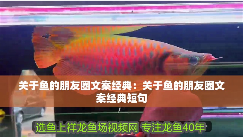關于魚的朋友圈文案經(jīng)典：關于魚的朋友圈文案經(jīng)典短句