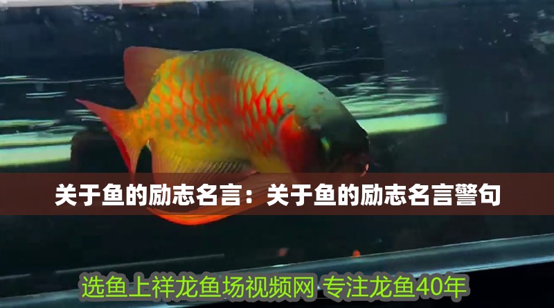 關于魚的勵志名言：關于魚的勵志名言警句