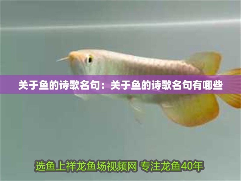 關于魚的詩歌名句：關于魚的詩歌名句有哪些