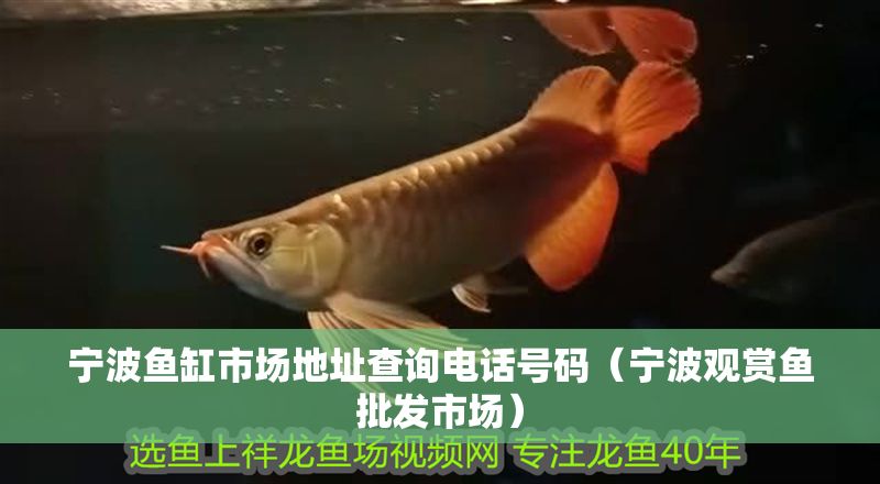 寧波魚缸市場地址查詢電話號碼（寧波觀賞魚批發市場）