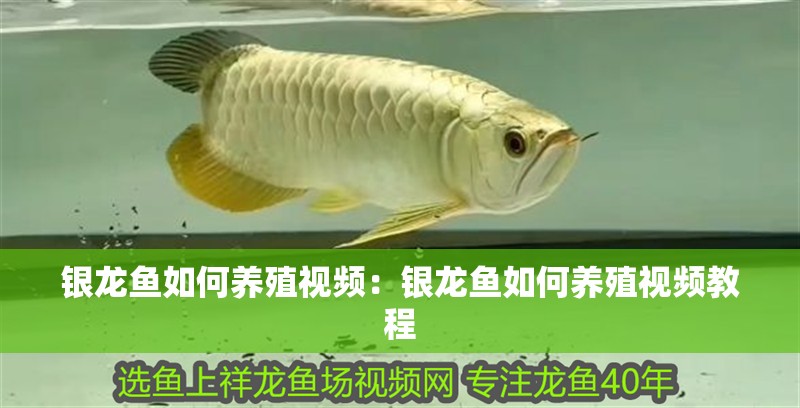 銀龍魚如何養(yǎng)殖視頻:銀龍魚如何養(yǎng)殖視頻教程 水族問答 銀龍魚如何養(yǎng)殖視頻:銀龍魚如何養(yǎng)殖視頻教程 銀龍魚如何養(yǎng)殖視頻:銀龍魚如何養(yǎng)殖視頻教程 水族問答