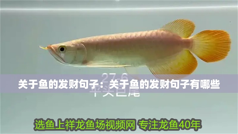 關于魚的發財句子：關于魚的發財句子有哪些