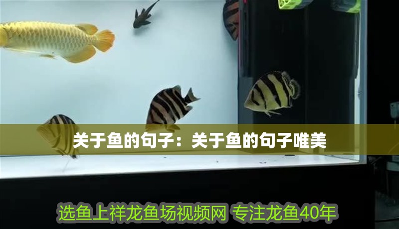 關于魚的句子：關于魚的句子唯美