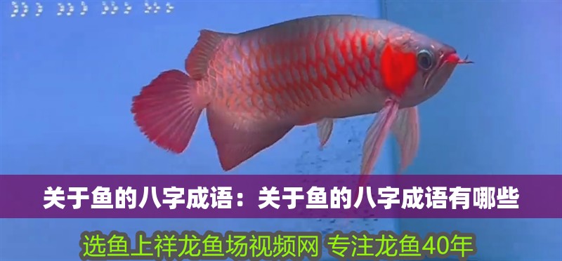 關于魚的八字成語：關于魚的八字成語有哪些