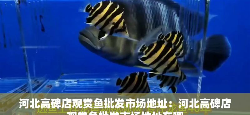 河北高碑店觀賞魚批發市場地址：河北高碑店觀賞魚批發市場地址在哪