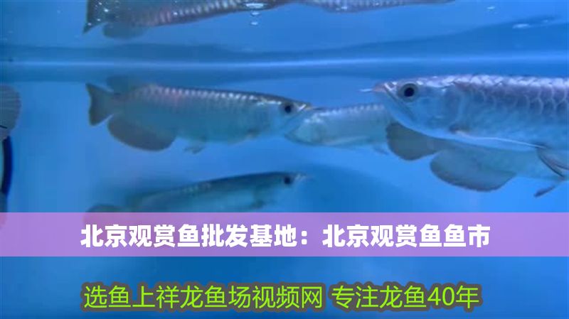 <strong><mark>北京</mark></strong>觀賞魚批發基地：<strong><mark>北京</mark></strong>觀賞魚魚市
