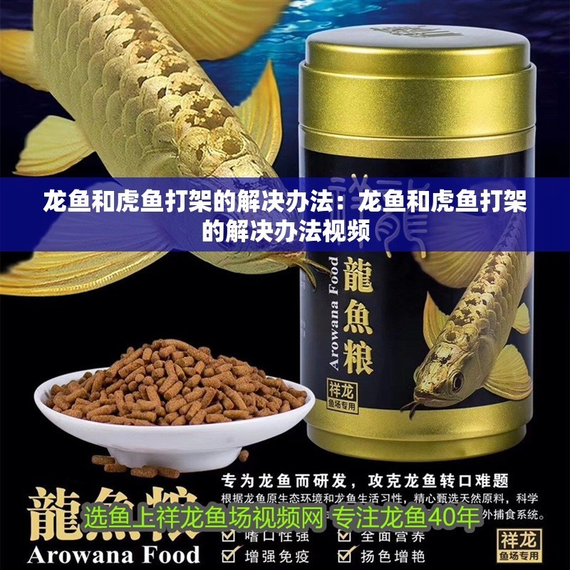 龍魚和虎魚打架的解決辦法：龍魚和虎魚打架的解決辦法視頻