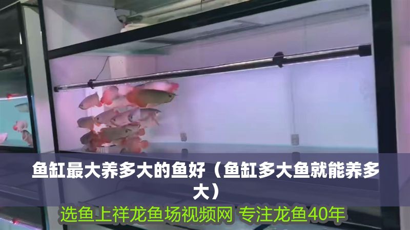 魚(yú)缸最大養(yǎng)多大的魚(yú)好（魚(yú)缸多大魚(yú)就能養(yǎng)多大）