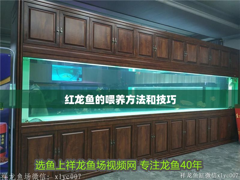 紅龍魚的喂養方法和技巧 龍魚百科 第1張 紅龍魚的喂養方法和技巧 紅龍魚的喂養方法和技巧 龍魚百科 第1張