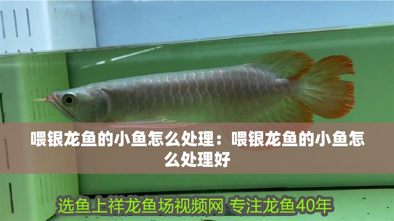 喂銀龍魚的小魚怎么處理：喂銀龍魚的小魚怎么處理好