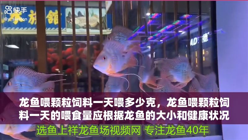龍魚喂顆粒飼料一天喂多少克，龍魚喂顆粒飼料一天的喂食量應根據龍魚的大小和健康狀況決定