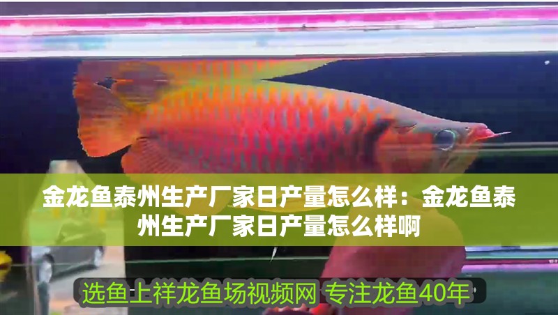 金龍魚泰州生產廠家日產量怎么樣：金龍魚泰州生產廠家日產量怎么樣啊