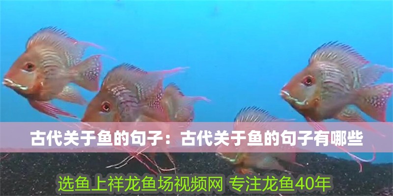 古代關于魚的句子：古代關于魚的句子有哪些