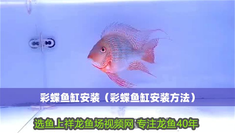 彩蝶魚(yú)缸安裝（彩蝶魚(yú)缸安裝方法）