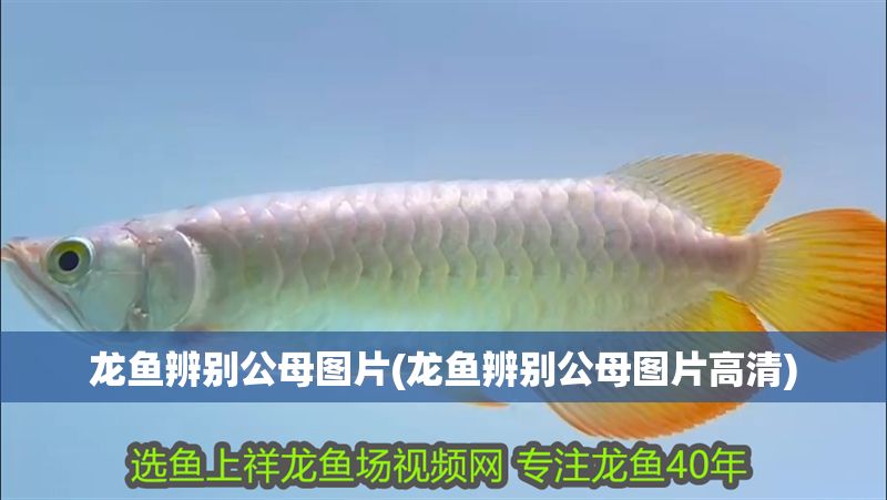 龍魚辨別公母圖片(龍魚辨別公母圖片高清)