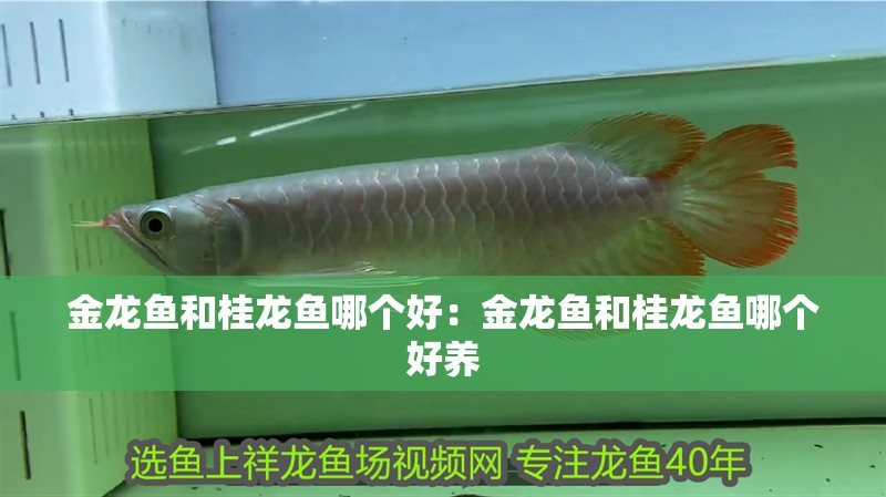 金龍魚(yú)和桂龍魚(yú)哪個(gè)好：金龍魚(yú)和桂龍魚(yú)哪個(gè)好養(yǎng)