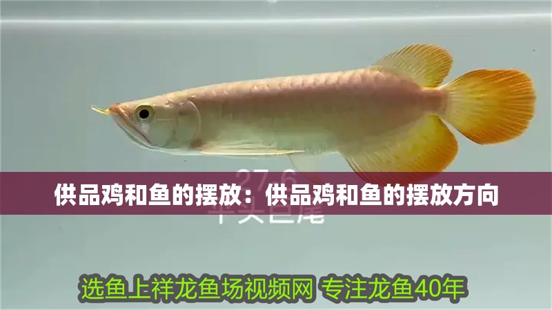 供品雞和魚的擺放：供品雞和魚的擺放方向