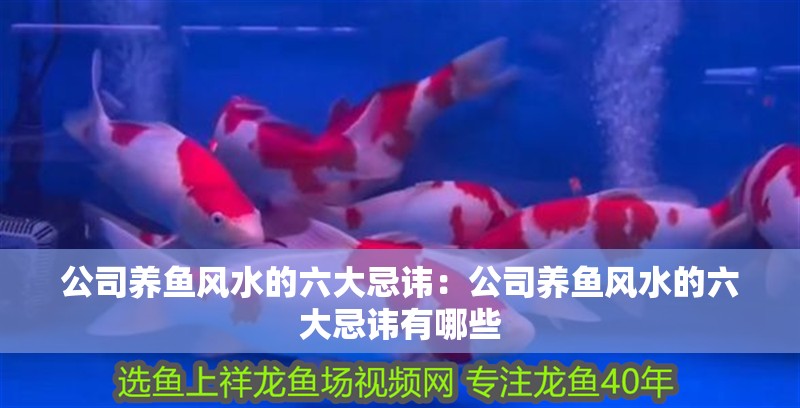公司養魚風水的六大忌諱：公司養魚風水的六大忌諱有哪些 公司養魚風水的六大忌諱：公司養魚風水的六大忌諱有哪些 龍魚百科 第2張