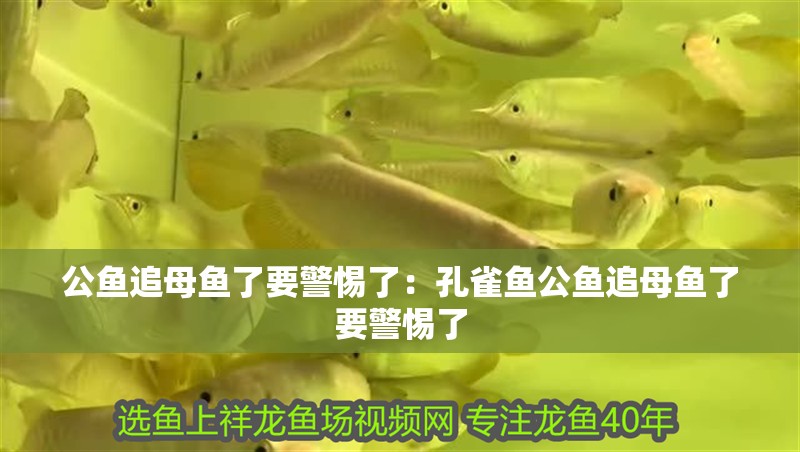 公魚追母魚了要警惕了：孔雀魚公魚追母魚了要警惕了
