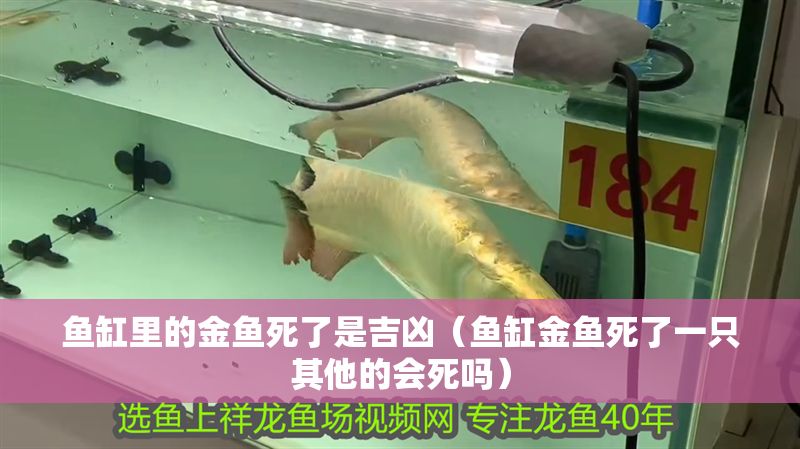魚缸里的金魚死了是吉兇（魚缸金魚死了一只其他的會(huì)死嗎） 魚缸里的金魚死了是吉兇（魚缸金魚死了一只其他的會(huì)死嗎） 龍魚百科 第1張