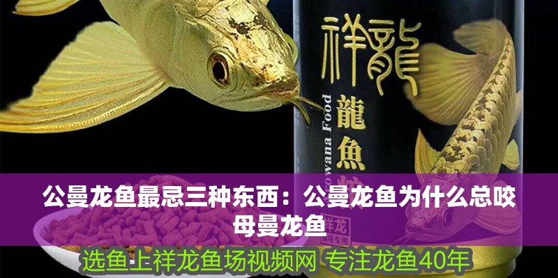公曼龍魚最忌三種東西：公曼龍魚為什么總咬母曼龍魚