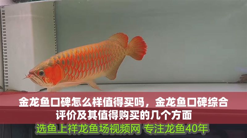 金龍魚口碑怎么樣值得買嗎，金龍魚口碑綜合評價及其值得購買的幾個方面
