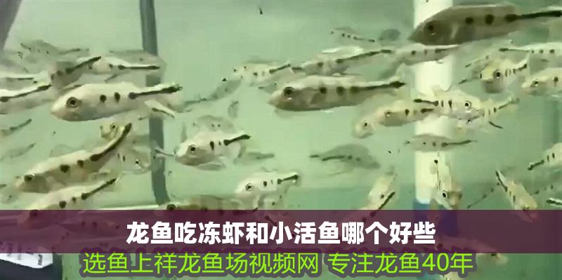 龍魚吃凍蝦和小活魚哪個(gè)好些 龍魚吃凍蝦和小活魚哪個(gè)好些 龍魚百科 第2張