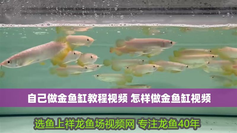 自己做金魚缸教程視頻 怎樣做金魚缸視頻