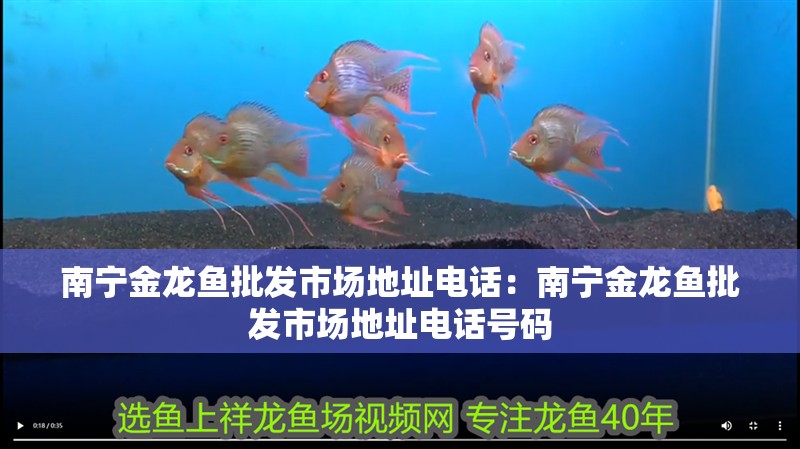 南寧金龍魚(yú)批發(fā)市場(chǎng)地址電話：南寧金龍魚(yú)批發(fā)市場(chǎng)地址電話號(hào)碼