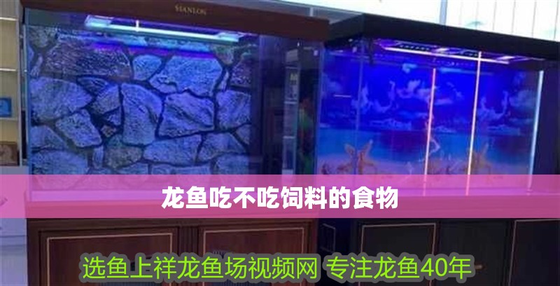 龍魚吃不吃飼料的食物