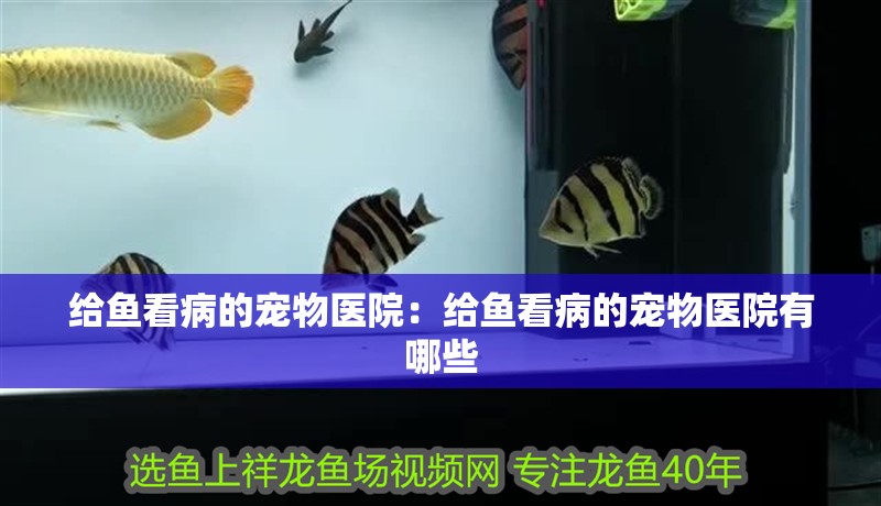 給魚看病的寵物醫院:給魚看病的寵物醫院有哪些 龍魚百科 第1張 給魚看病的寵物醫院:給魚看病的寵物醫院有哪些 給魚看病的寵物醫院:給魚看病的寵物醫院有哪些 龍魚百科 第1張