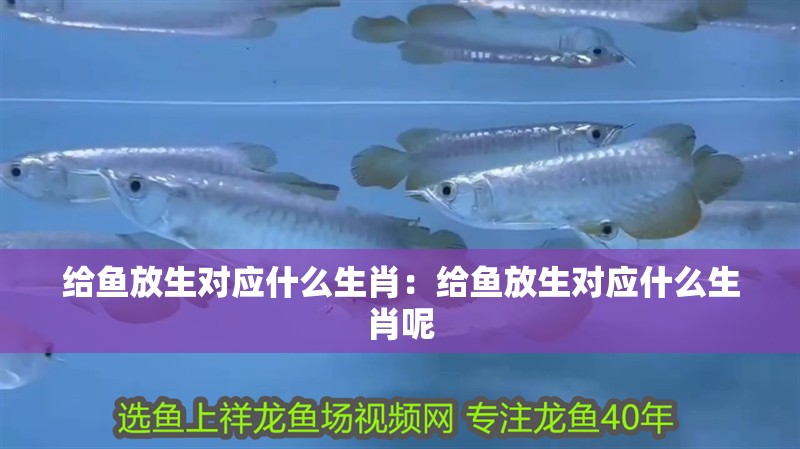 給魚放生對應(yīng)什么生肖：給魚放生對應(yīng)什么生肖呢 給魚放生對應(yīng)什么生肖：給魚放生對應(yīng)什么生肖呢 龍魚百科 第1張
