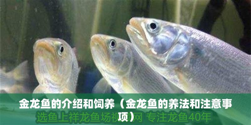 金龍魚的介紹和飼養（金龍魚的養法和注意事項）