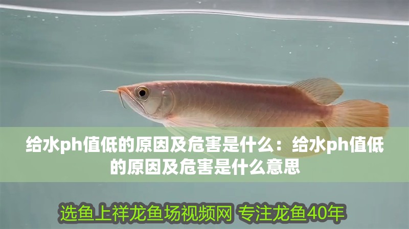 給水ph值低的原因及危害是什么：給水ph值低的原因及危害是什么意思 給水ph值低的原因及危害是什么：給水ph值低的原因及危害是什么意思 龍魚百科 第2張