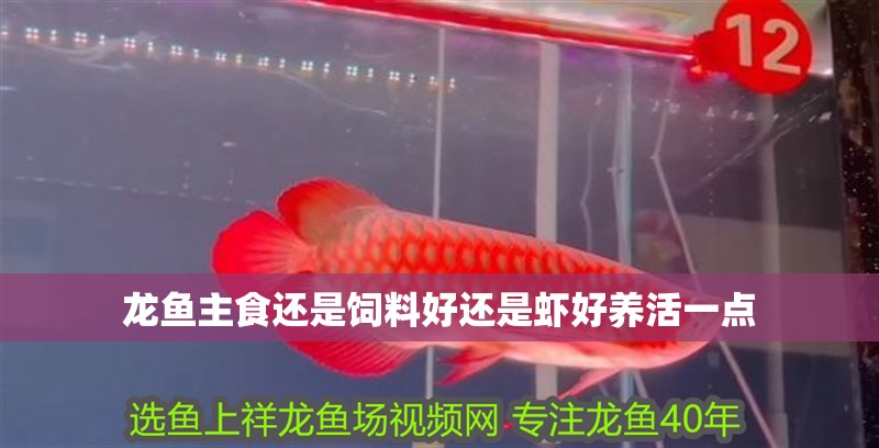 龍魚主食還是飼料好還是蝦好養活一點