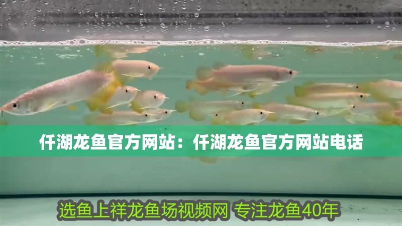 仟湖龍魚官方網(wǎng)站：仟湖龍魚官方網(wǎng)站電話