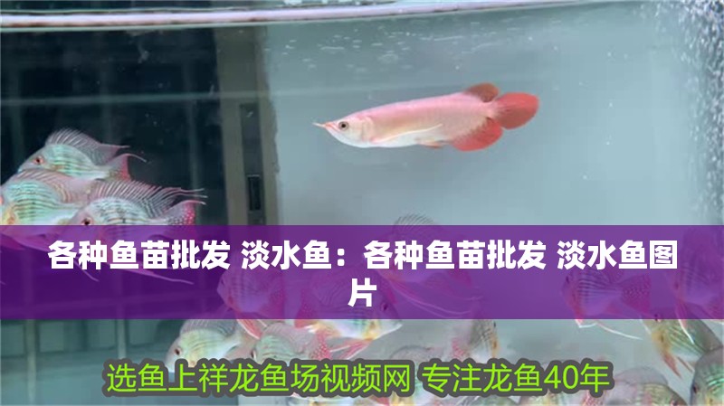 各種魚苗批發(fā) 淡水魚：各種魚苗批發(fā) 淡水魚圖片