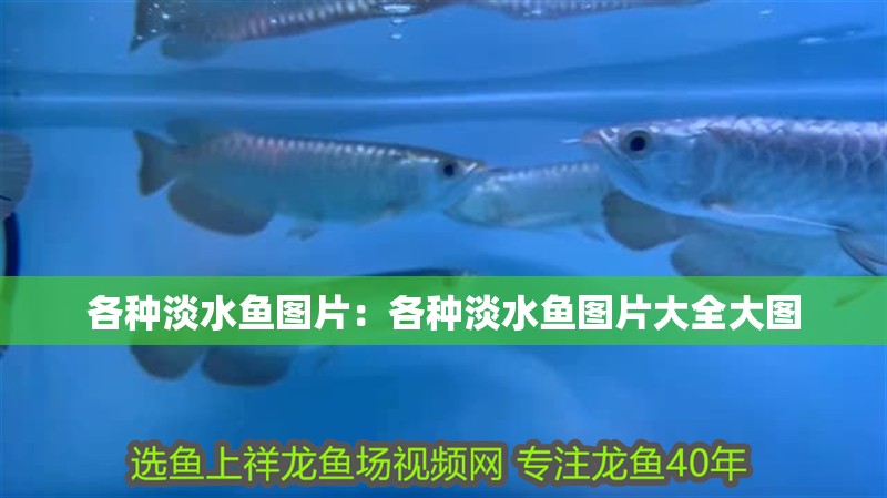 各種淡水魚圖片：各種淡水魚圖片大全大圖